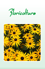 Floricultura